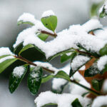 snow
